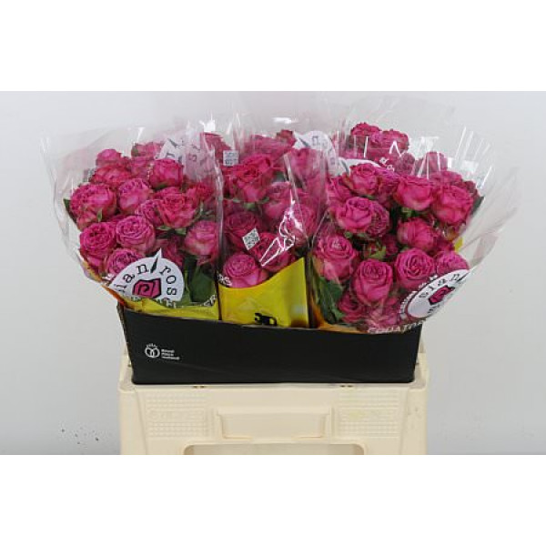 Rose Tr Classic sensation 60cm A1