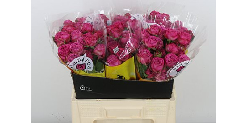 Rose Tr Classic sensation 60cm A1