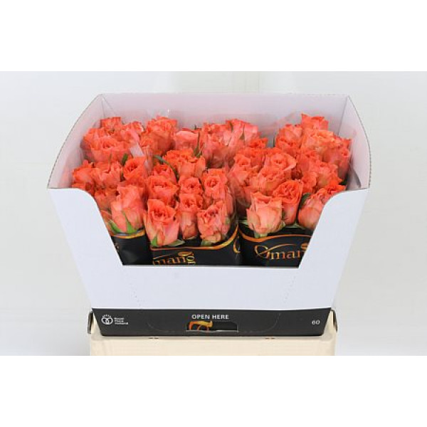 Rose Gr Romanza 60cm A1