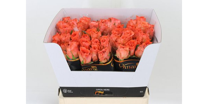 Rose Gr Romanza 60cm A1