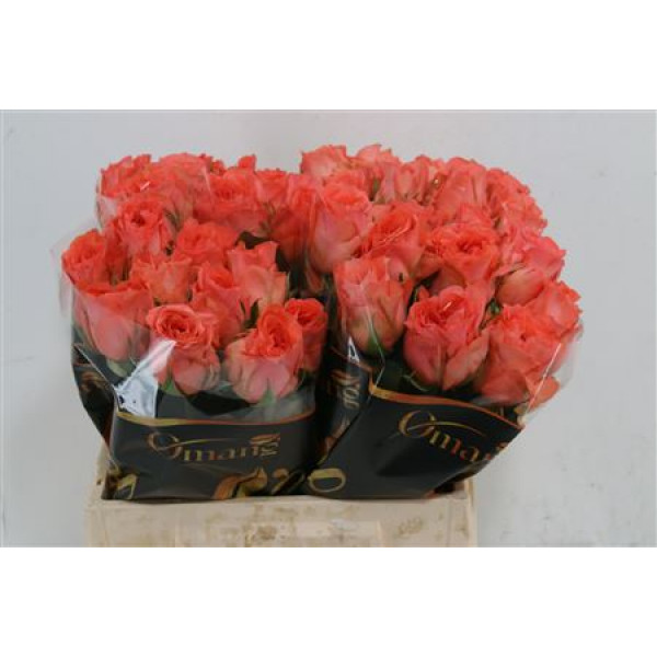 Rose Gr Romanza 40cm A1