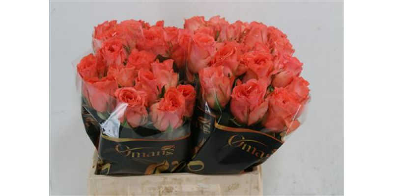 Rose Gr Romanza 40cm A1