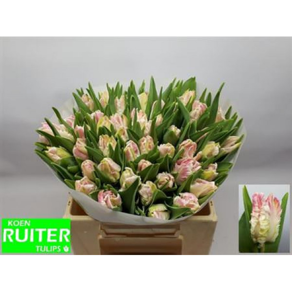 Tulips Pa Cabanna 36cm A1 Col-Pink