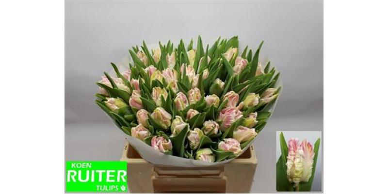 Tulips Pa Cabanna 36cm A1 Col-Pink