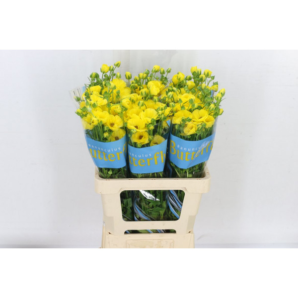 Ranunculus Butterfly Phytalos 60cm A1 Col-Yellow