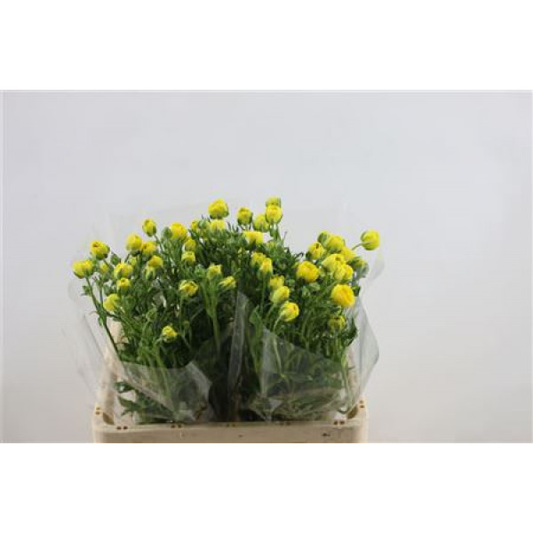 Ranunculus Butterfly Phytalos 60cm A1