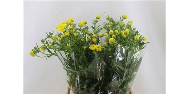 Ranunculus Butterfly Phytalos 70cm A1