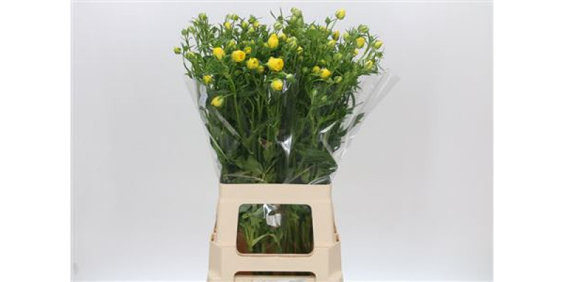 Ranunculus Butterfly Phytalos 70cm A1