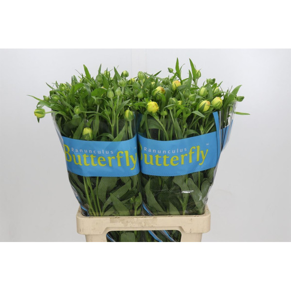 Ranunculus Butterfly Phytalos 70 cm A1