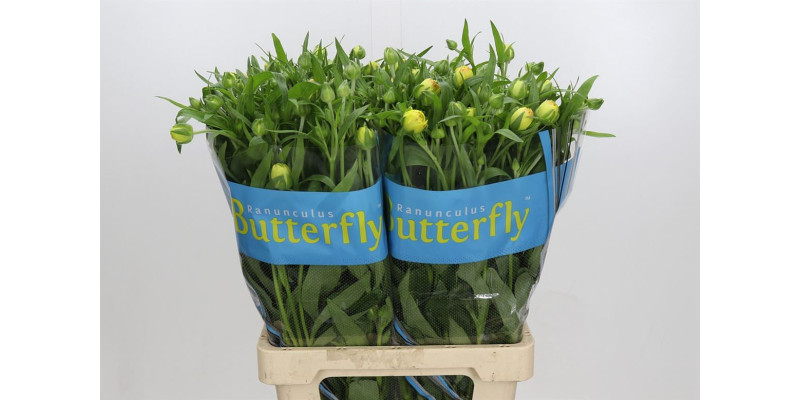 Ranunculus Butterfly Phytalos 70 cm A1