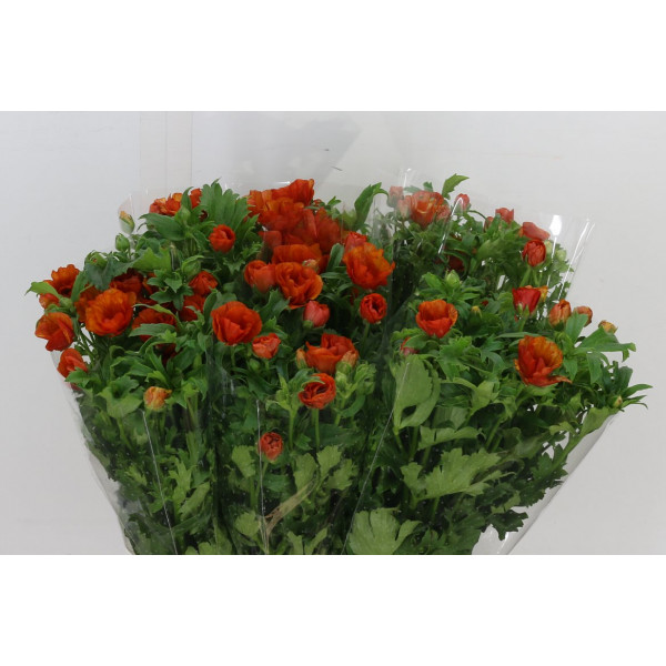 Ranunculus Butterfly Minoan 50cm A1 Col-Orange