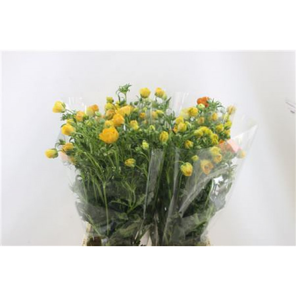 Ranunculus Butterfly Minoan 70cm A1