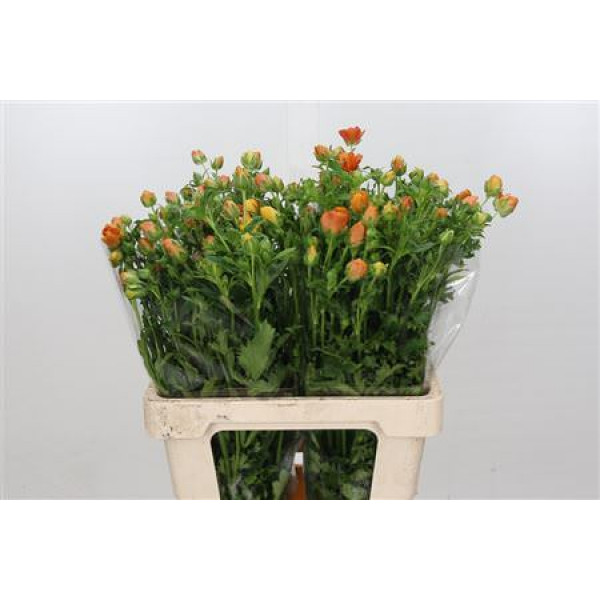 Ranunculus Butterfly Minoan 60cm A1