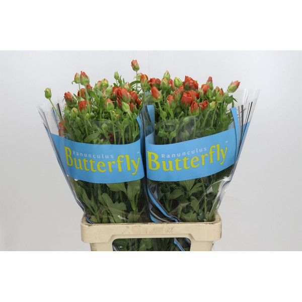 Ranunculus Butterfly Minoan 70 cm A1