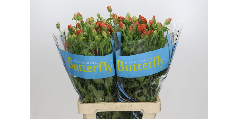 Ranunculus Butterfly Minoan 70 cm A1