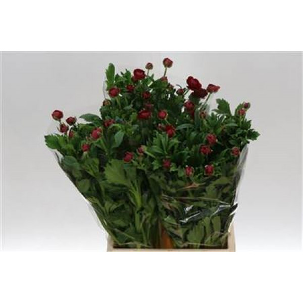 Ranunculus Butterfly Hades Rood 50cm 