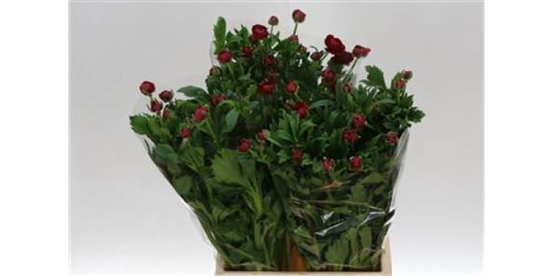 Ranunculus Butterfly Hades Rood 50cm 