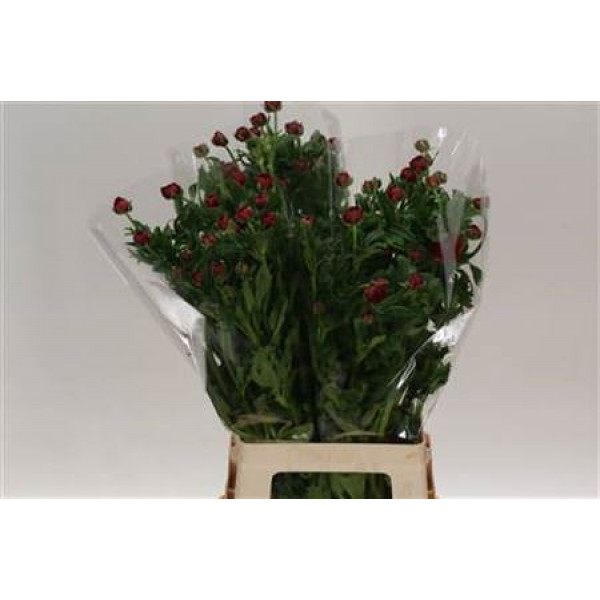 Ranunculus Butterfly Hades Rood 70cm 