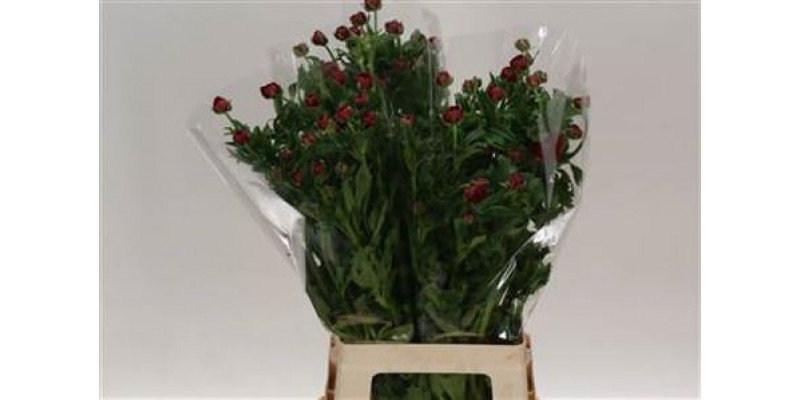 Ranunculus Butterfly Hades Rood 70cm 