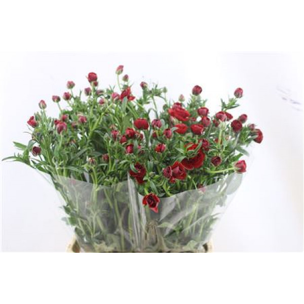 Ranunculus Butterfly Hades 70cm A1