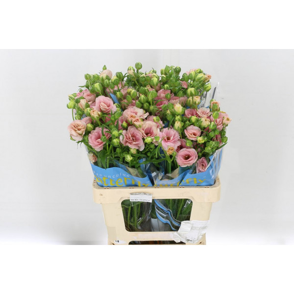 Ranunculus Butterfly Ariadne 60cm A1 Col-White Pink