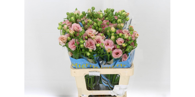Ranunculus Butterfly Ariadne 60cm A1 Col-White Pink