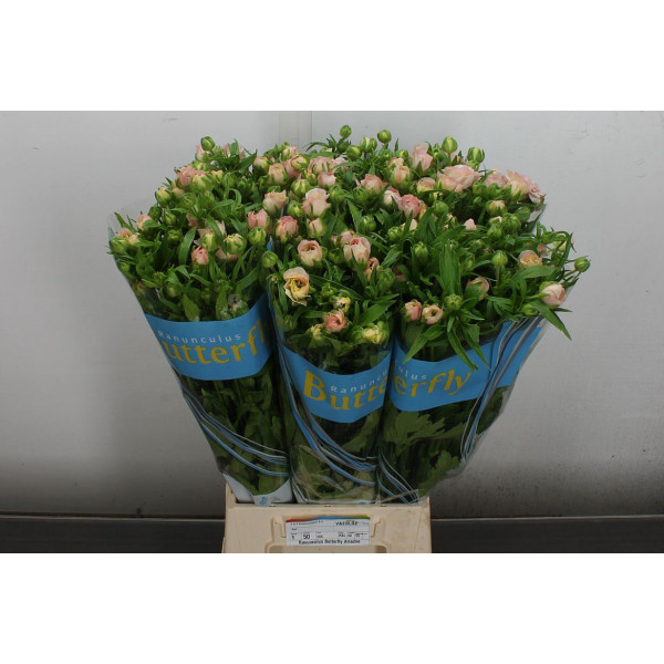 Ranunculus Butterfly Ariadne 60 A1Salmon Pink