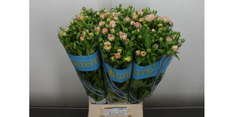 Ranunculus Butterfly Ariadne 60 A1Salmon Pink