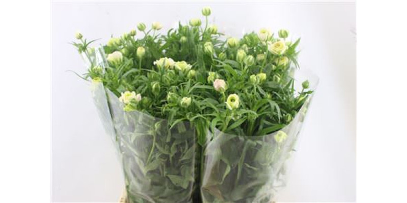 Ranunculus Butterfly Ariadne 70cm A1