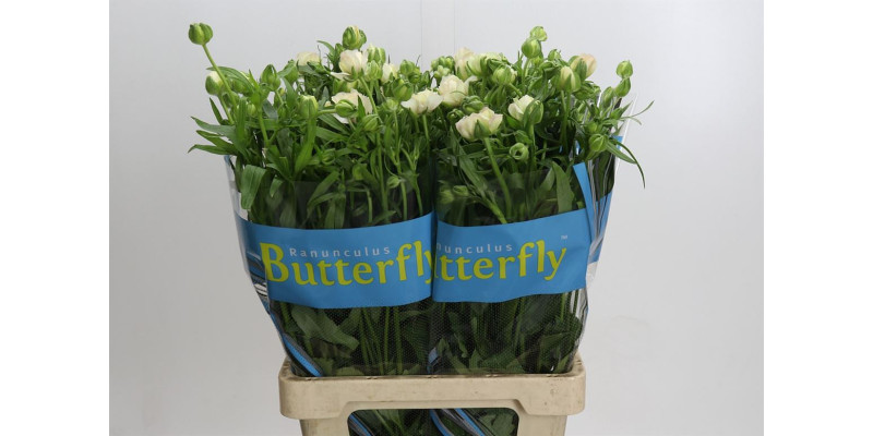 Ranunculus Butterfly Ariadne 70 cm A1