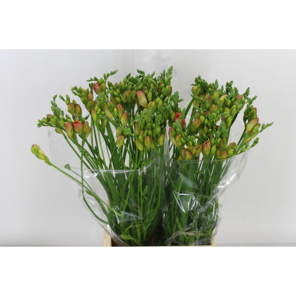 Freesias Du Peachy Queen 50 A1Orange