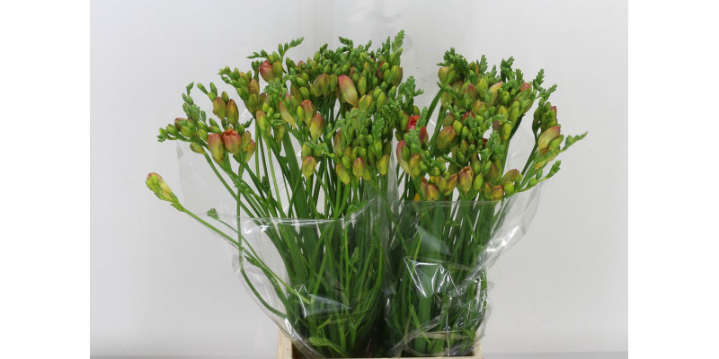 Freesias Du Peachy Queen 50 A1Orange