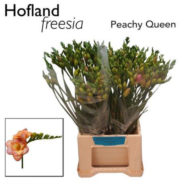 Freesias Du Peachy Queen 50cm A2