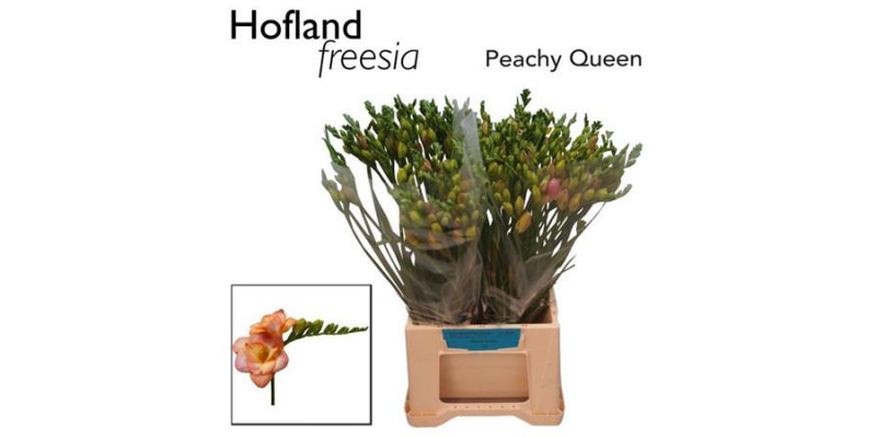 Freesias Du Peachy Queen 50cm A2