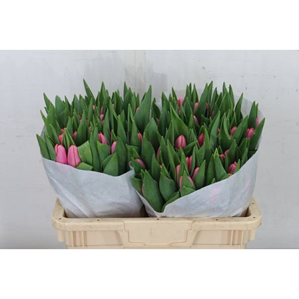 Tulips En Tresor 40cm A1 Col-Pink