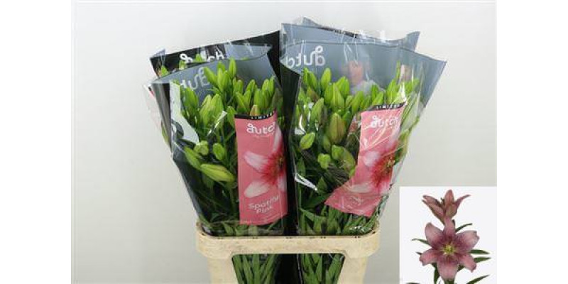 Lillys La Spotify Pink# 4+ 90 cm A1