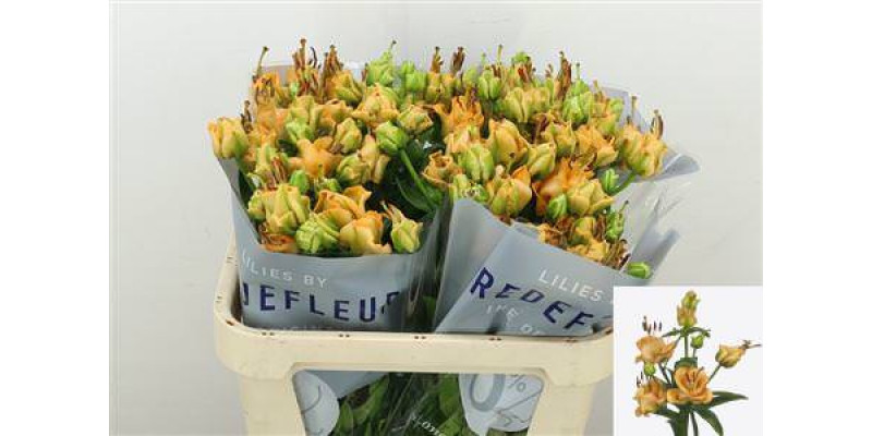 Lillys La Apricot Fudge 75cm A1