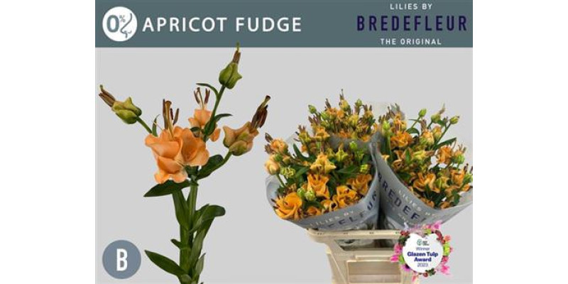 Lillys La Apricot Fudge 3+ 80 cm A1