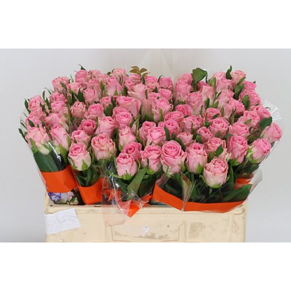 Rose Gr Seductive 50cm  Col-Pink