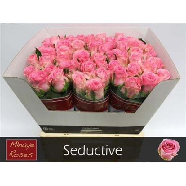 Rose Gr Seductive 70cm A1