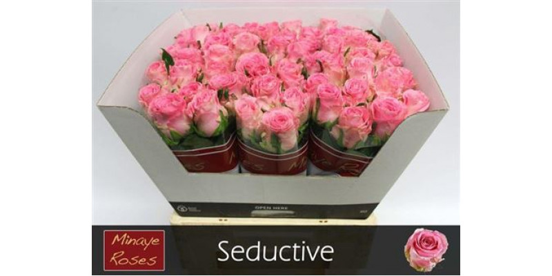 Rose Gr Seductive 70cm A1