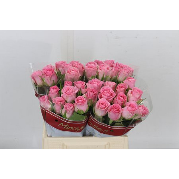 Rose Gr Seductive 40cm A1