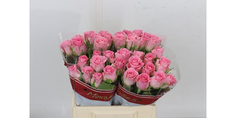 Rose Gr Seductive 40cm A1