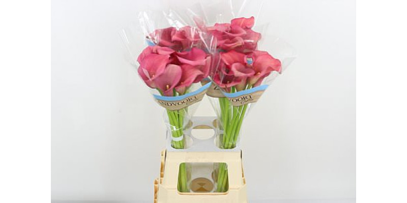 Zanthedeschias Calla Lilly Hollywood 70  cm 