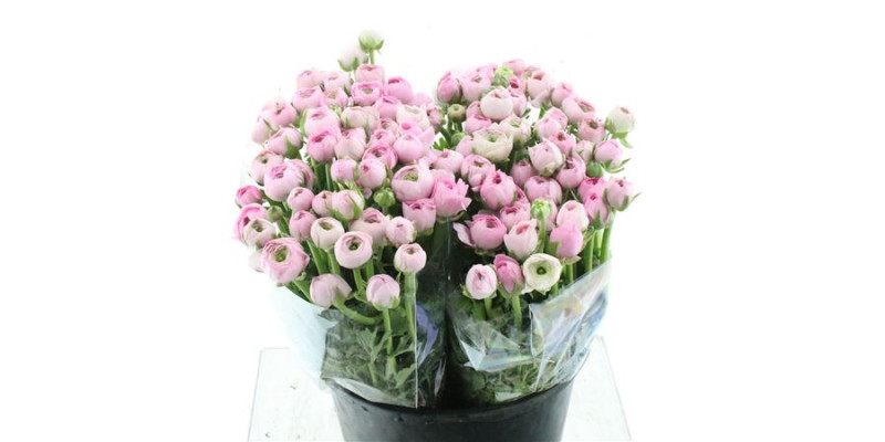 Ranunculus El Marshmallow 45 cm A1