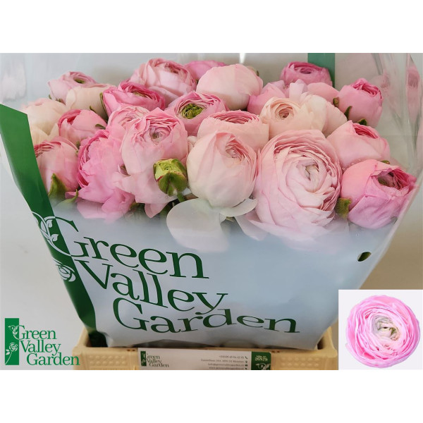 Ranunculus Am Marshmallow 45 cm A1