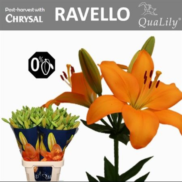 Lillys La Ravello 5Plus 90cm A1