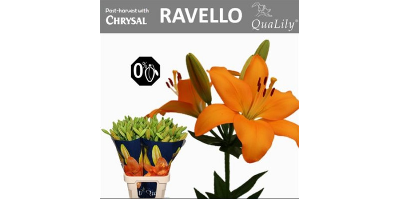 Lillys La Ravello 5Plus 90cm A1