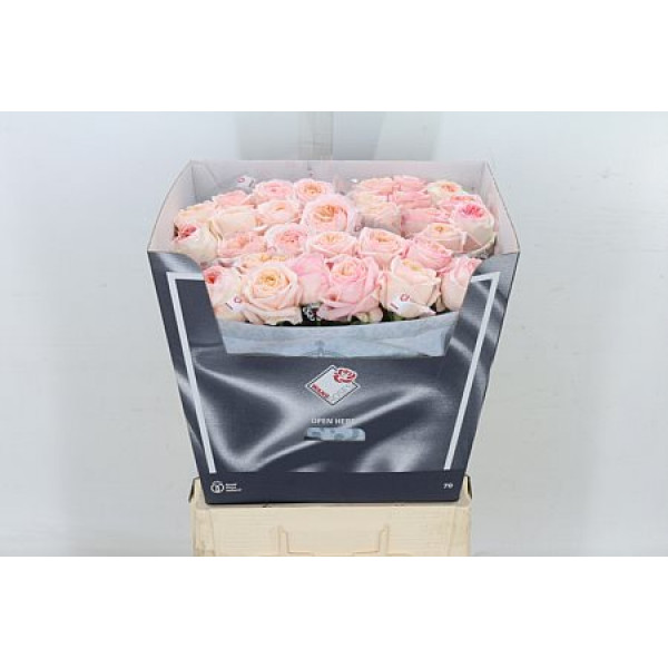 Rose Gr Angie Romantica 70cm A1