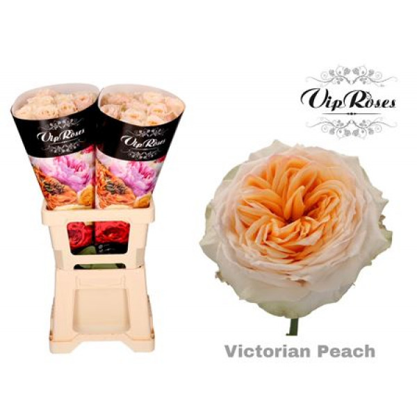 Rose Gr Vip Victoria Peach@ 70cm A1